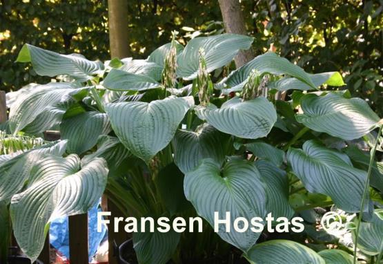 Hosta Lakeside Maverick